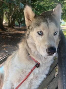 Diablo -  Alaskan Malamute Dog for Adoption in Sumter, South Carolina - Diablo | PetCurious