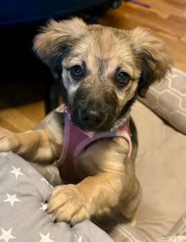 Lucy -  Mixed Breed Dog Available for Adoption in Lake Ronkonkoma, New York - Lucy | PetCurious