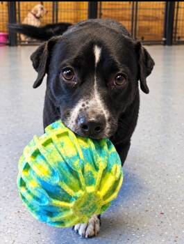 Roscoe *Help! I need a foster home!* -  Labrador Retriever and Pit Bull Terrier Dog for Adoption in Minneapolis, Minnesota - Roscoe *Help! I Need A Foster Home!* | PetCurious