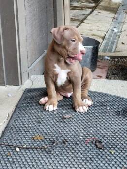 Peat -  Labrador Retriever and Pit Bull Terrier Dog for Adoption in Pottstown, Pennsylvania - Peat | PetCurious