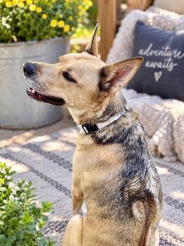 Mortey -  Husky and Rhodesian Ridgeback Dog for Adoption in Salt Lake City, Utah - Mortey | PetCurious