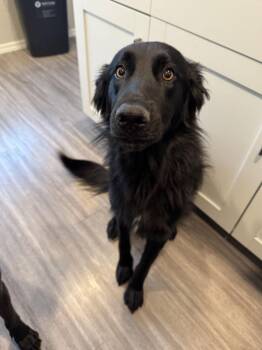 Shepherd and Collie Dogs Available for Adoption - CHOMP | PetCurious