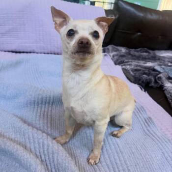 Britney -  Chihuahua Dog for Adoption in Foster, Rhode Island - Britney | PetCurious