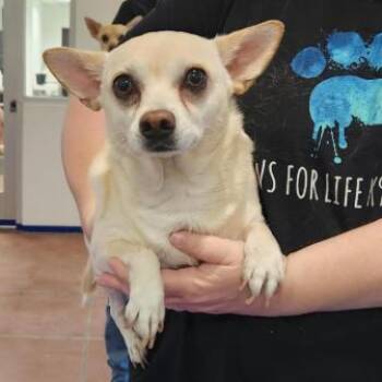 Chihuahua Dogs Available for Adoption in Los Angeles, California - Frank A2269720 | PetCurious