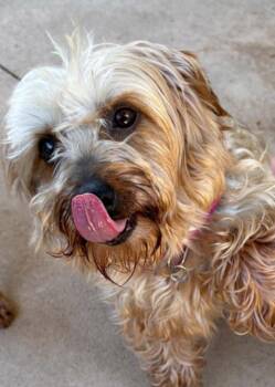 Laverne -  Yorkshire Terrier and Poodle Dog for Adoption in Harrison City, Pennsylvania - Laverne | PetCurious