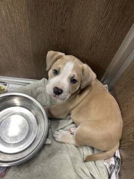 Rescue Mixed Breed Dogs for Adoption in Dekalb, Illinois - Coral | PetCurious