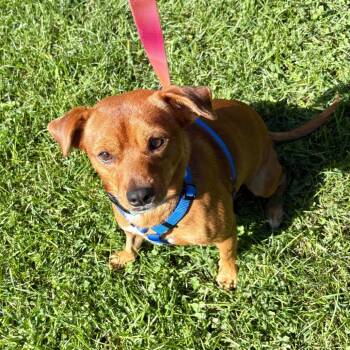 Chad -  Mixed Breed Dog for Adoption in Westhampton, New York - Chad | PetCurious