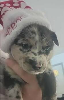 Rescue Mixed Breed Dogs for Adoption in Chino Valley, Arizona - Rocky | PetCurious