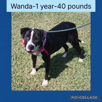 Rescue Pit Bull Terrier Dogs for Adoption in New Iberia, Louisiana - Wanda | PetCurious