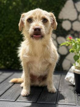 Iris -  Terrier Dog for Adoption in Lucas, Texas - Iris | PetCurious