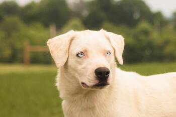 Holly-Transport -  Labrador Retriever and Mixed Breed Dog Available for Adoption in Gradyville, Kentucky - Holly-Transport | PetCurious