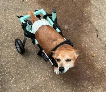 Chihuahua Dogs Available for Adoption in Osteen, Florida - Bentley | PetCurious