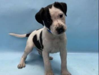 Mango -  Pit Bull Terrier and Mixed Breed Dog for Adoption in Golden Valley, Minnesota - Mango | PetCurious