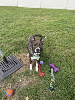 Rescue American Staffordshire Terrier Dogs for Adoption in Bellaire, Michigan - Spree | PetCurious