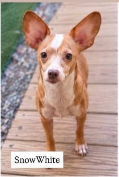 Snow White -  Chihuahua Dog for Adoption in Cullman, Alabama - Snow White | PetCurious