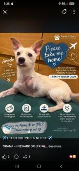 Tripod Angelo -  Norfolk Terrier Dog for Adoption in New York, New York - Tripod Angelo | PetCurious