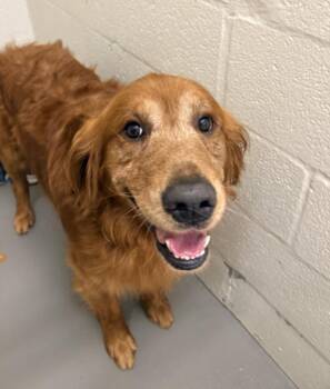 ROOSTER -  Golden Retriever Dog for Adoption in Hagerstown, Maryland - ROOSTER | PetCurious