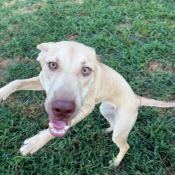 Freya -  Mixed Breed Dog for Adoption in Olathe, Kansas - Freya | PetCurious