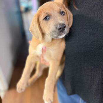 Sheep Dog and Great Pyrenees Dogs Available for Adoption in Port Richey, Florida - Skye | PetCurious