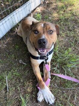 LEVI -  Pit Bull Terrier Dog for Adoption in Methuen, Massachusetts - LEVI | PetCurious