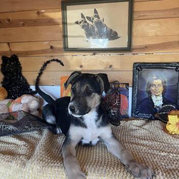 Jenny -  German Shepherd Dog Dog for Adoption in Vacaville, California - Jenny | PetCurious