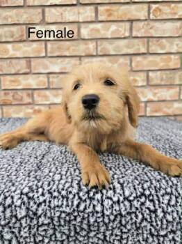 Goldendoodle and Labrador Retriever Dogs Available for Adoption - Aspen | PetCurious
