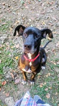 Rescue Great Dane Dogs for Adoption in Chambersburg, Pennsylvania - Finn | PetCurious