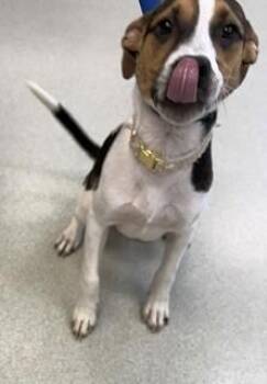 Luna -  Hound Dog for Adoption in Maryville, Tennessee - Luna | PetCurious