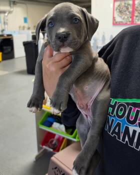 Pit Bull Terrier Dogs Available for Adoption in Novato, California - Waffles | PetCurious