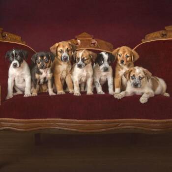 Hound Dogs Available for Adoption - Cooper | PetCurious