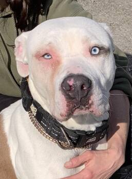 Mixed Breed Dogs Available for Adoption - Hamilton- Adoption Fee Covered  | PetCurious