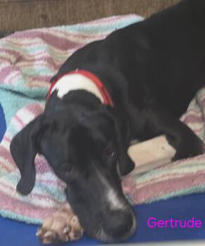 Great Dane Dogs Available for Adoption in Jupiter, Florida - Gertrude | PetCurious