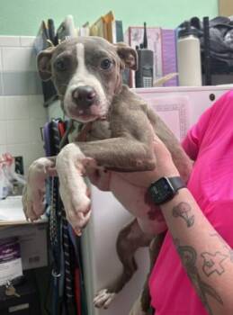 MILLY -  Pit Bull Terrier Dog for Adoption in Killeen, Texas - MILLY | PetCurious
