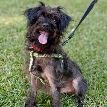 Sir Blackwell 08-2014 -  Affenpinscher and Mixed Breed Dog for Adoption in Tyrone, Georgia - Sir Blackwell 08-2014 | PetCurious