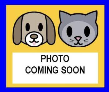 Terrier Dogs Available for Adoption - NEITH | PetCurious