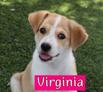 Australian Shepherd Dogs Available for Adoption in Southlake, Texas - Virginia | PetCurious