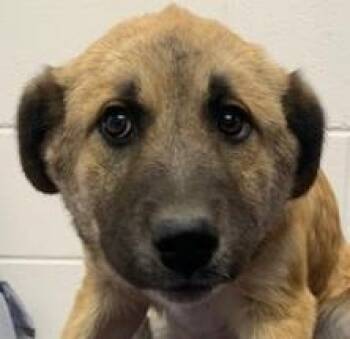 Mixed Breed Dogs Available for Adoption - Opal | PetCurious