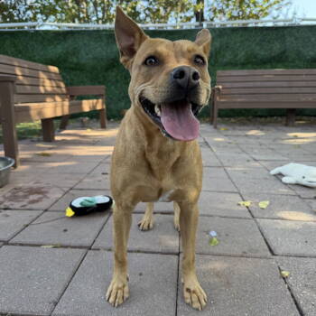 Rescue Terrier Dogs for Adoption in Dallas, Texas - Lola Bear | PetCurious