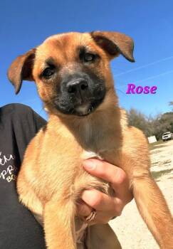 Rhodesian Ridgeback and Black Mouth Cur Dogs Available for Adoption in Norfolk, Massachusetts - Rose | PetCurious