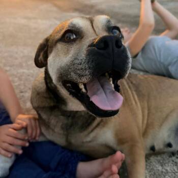 Rosea -  Mixed Breed Dog for Adoption in Mount Vernon, Arkansas - Rosea | PetCurious