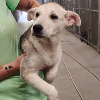 Periwinkle -  Shepherd Dog for Adoption - Periwinkle | PetCurious