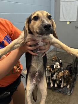 Nikola Tesla -  Beagle and German Shepherd Dog Dog for Adoption in Evansville, Indiana - Nikola Tesla | PetCurious