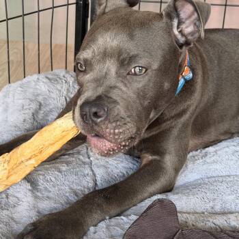 Homer -  Pit Bull Terrier and Mixed Breed Dog for Adoption in Griswold, Connecticut - Homer | PetCurious