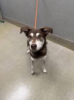 Siberian Husky and Mixed Breed Dogs Available for Adoption in Las Vegas, Nevada - SUBWOOFER | PetCurious