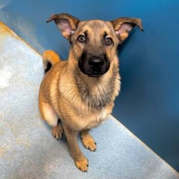 Leonidas -  German Shepherd Dog and Mixed Breed Dog for Adoption in Morton Grove, Illinois - Leonidas | PetCurious