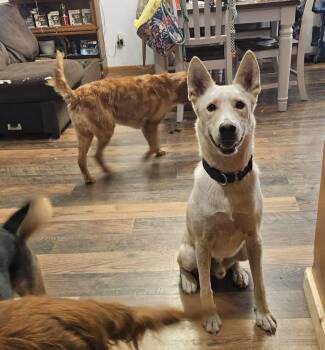 Bolt -  Siberian Husky Dog for Adoption in New London, Wisconsin - Bolt | PetCurious