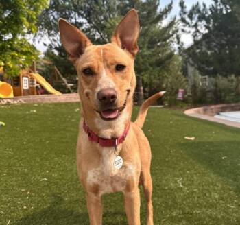 Princess Daisy -  Carolina Dog and Mixed Breed Dog for Adoption in Mead, Colorado - Princess Daisy | PetCurious