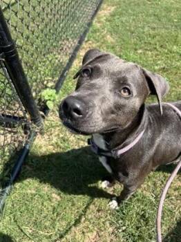 Jortney -  Mixed Breed Dog for Adoption in Chamblee, Georgia - Jortney | PetCurious