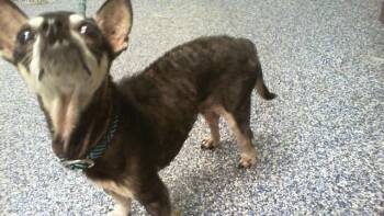 TINKERBELL -  Chihuahua Dog for Adoption in Charlotte, North Carolina - TINKERBELL | PetCurious