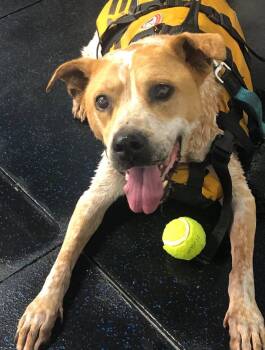 Freckles -  Mixed Breed Dog for Adoption in Portland, Oregon - Freckles | PetCurious